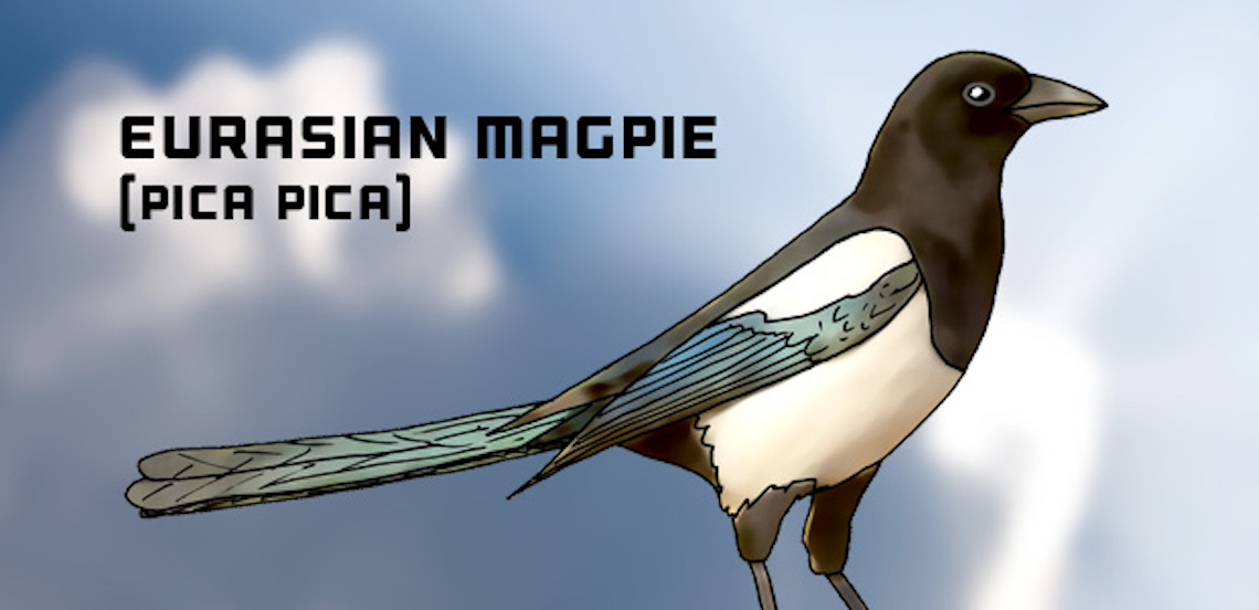 Magpie illustration by Peter John Comber