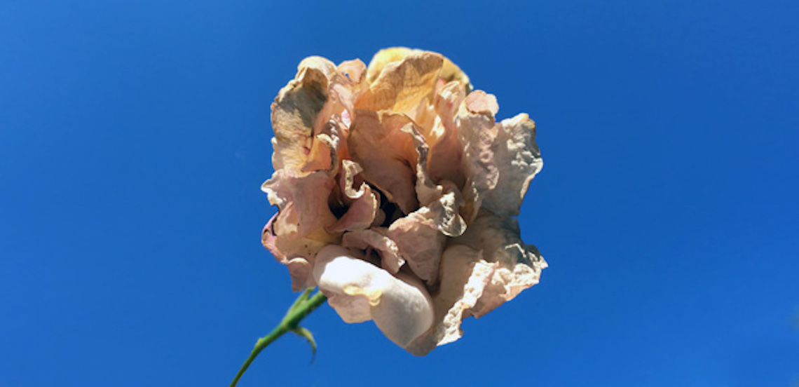 A withered flower.